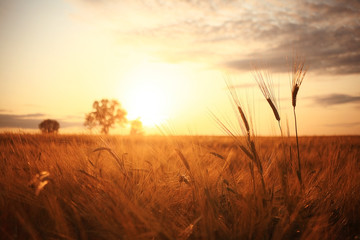 Naklejka premium Zachód słońca w Europie w polu pszenicy