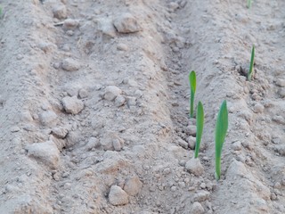 Drought on the fields