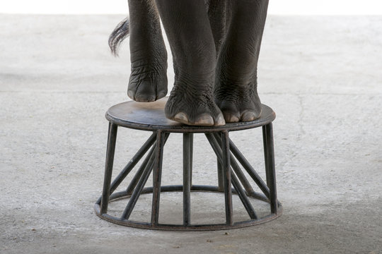踏み台の上の象の足