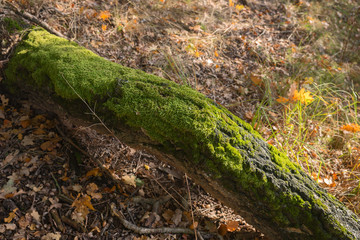 Moospolster auf dem Baumstamm