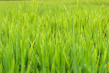 Fototapeta na wymiar Soft focus of rice field background.