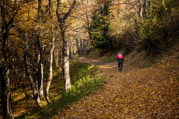 Fototapeta premium Mountain biker in autumn forest
