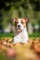 American staffordshire terrier dog lying in leaves in autumn 