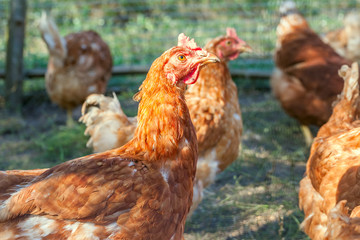 flock of chickens and roosters grazing on the farm