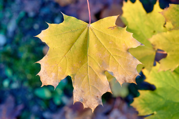 Fototapeta na wymiar Close autumn maple leaf in Poland.