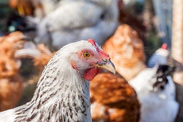 flock of chickens and roosters grazing on the farm
