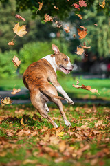 American staffordshire terrier dog catching falling leaves in autumn 