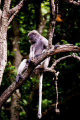 Dusky leaf monkey