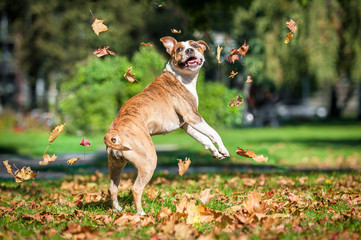 American staffordshire terrier dog catching falling leaves in autumn  - obrazy, fototapety, plakaty