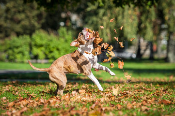 American staffordshire terrier dog playing with falling leaves in autumn 