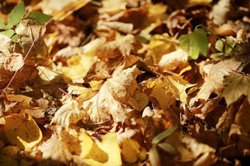 background autumn leaves in the park, nature