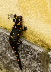 salamandra su muro nero e giallo