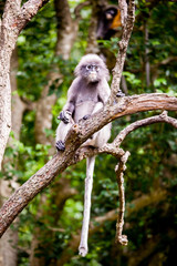 Dusky leaf monkey