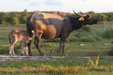 buffaloes on field