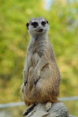 Alert meerkat (Suricata suricatta) standing on guard
