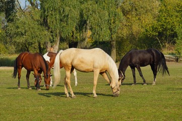 Obraz premium Horses on a farm in the autumn meadow 
