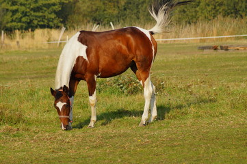 Horse on a farm in the autumn meadow 
