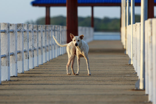 a dog at the bridge