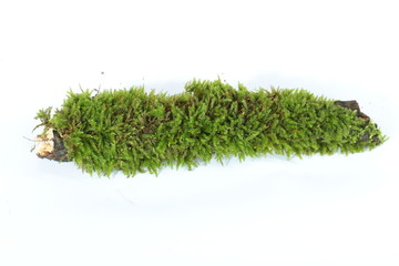 Green moss macro