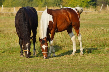 Horses on a farm in the autumn meadow 
