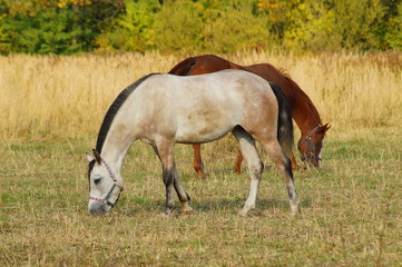 Obraz premium Horses on a farm in the autumn meadow 