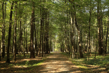summer landscape in the park