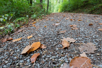 Waldweg mit Laub im Vordergrund