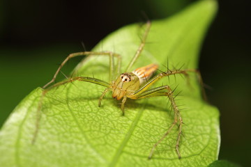 Jumping spider in rain forest