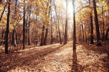 landscape autumn path in the park