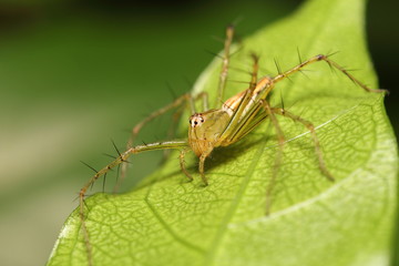 Jumping spider in rain forest