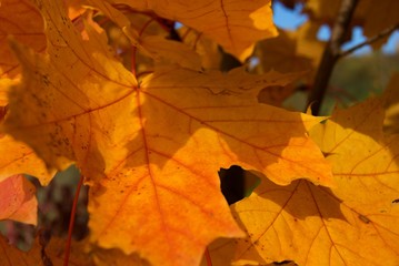 Red autumn maple leaves