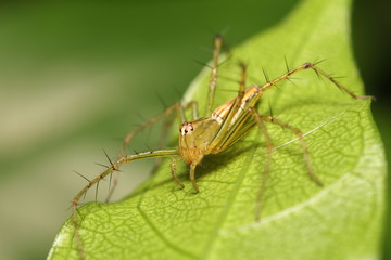 Jumping spider in rain forest