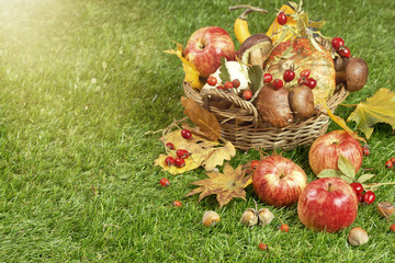 Autumn harvest in the garden. Apples and other fruits of autumn