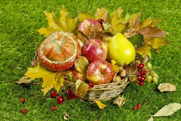 Autumn harvest in the garden. Apples and other fruits of autumn