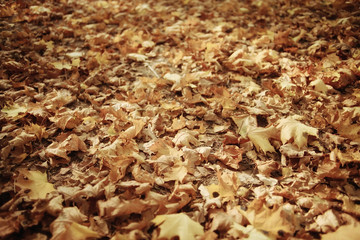 fallen yellow autumn leaves background, texture