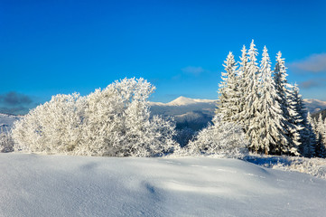winter rime and snow covered fir trees on mountainside
