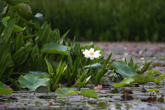 Fototapeta Lotus in big lake of Phattalung, Thailand, the main attraction to photograph