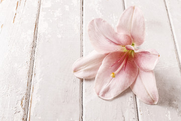 Pink lily flower on wooden background