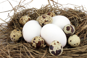 Chicken and a couple of quail eggs