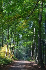 Waldweg im Herbst