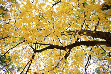 concept autumn in city