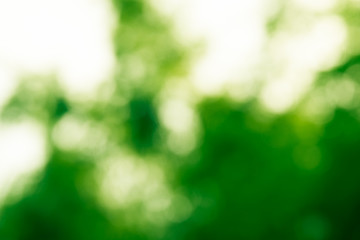 Defocused bokeh blur  of green outdoors forest background