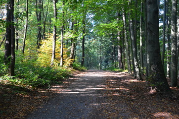 Waldweg im Herbst