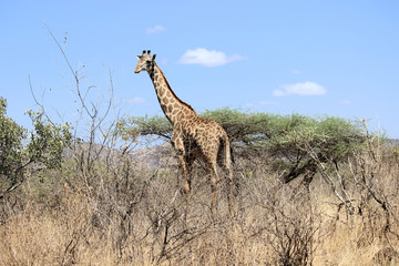 Giraffe
