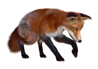Red Fox