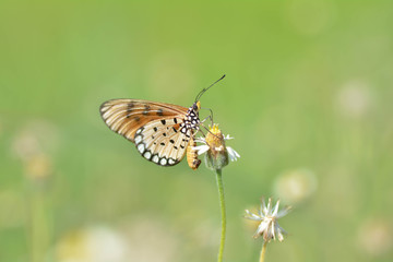 Obraz premium Butterfly sucking nectar from flowers