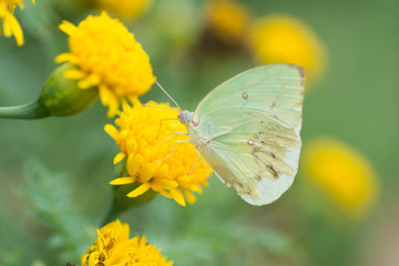 yellow butterfly are sucking nectar from yellow flowers .