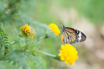 butterfly  are sucking nectar from yellow flowers .