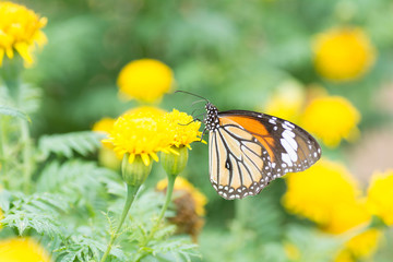 Butterfly wings are sucking nectar from yellow flowers .