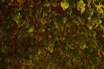 night photography ficus tree